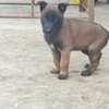 chiots malinois pure sang thumb 3