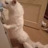 Maine Coon thumb 12