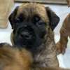 BOERBOEL thumb 0