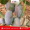 Terrain à arbres fruitiers à vendre à Sindia thumb 9
