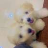 Bichon havanais pure race thumb 4