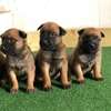 Excellent chiots berger malinois thumb 0
