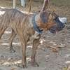 Presa Canario thumb 3