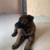 Malinois charbonnés à vendre thumb 2