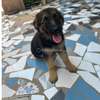 Berger Allemand chiot noir et feu vacciné thumb 0