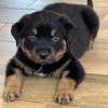 Chiot Rottweiler à vendre thumb 0