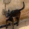 FEMELLE MALINOIS PURE RACE thumb 1
