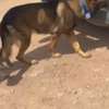CHIENS DE TRAVAIL – MALINOIS & BERGER ALLEMAND thumb 4