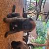 Berger allemand  malinois thumb 2