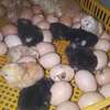 Poussins Goliath vaccinés à vendre thumb 9