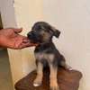 Chiot berger allemand poils longs thumb 6