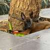 Berger malinois thumb 0