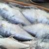 POISSON SOUMPOTT = EMPEREUR à Vendre thumb 2
