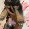 Chiot Berger Allemand thumb 2