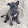 chiots malinois pure sang thumb 0