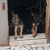 Chiot berger allemand pur sang thumb 0