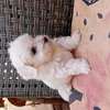 Bichon maltes thumb 3