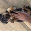 Chiot Rottweiler à vendre thumb 0