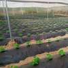 LIVRAISON FRUIT LEGUME ENGRAIS SEMENCE CAMION FRIGO 20M3 thumb 2