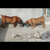 1 Mâle Boerboel adulte disponible thumb 0