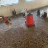 Poulets disponible thumb 2