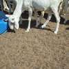 Lot de Moutons Femelle Ladoums thumb 5