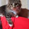 Maine Coon thumb 0