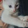 Chats chatons Angora turc blancs aux yeux bleus thumb 2