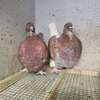Pigeons de race thumb 1