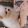 Pomeranien thumb 11