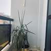 Appartement moderne aux Mamelles thumb 7