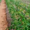 LIVRAISON FRUIT LEGUME ENGRAIS SEMENCE CAMION FRIGO 20M3 thumb 10