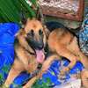 Chiot berger allemand thumb 5