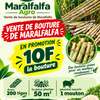 Bouture de maralfalfa thumb 1