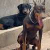 Chiot femelle Doberman noir et feu thumb 1