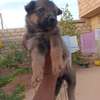 Chiot métisse berger allemand thumb 4