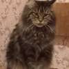 Maine Coon thumb 6