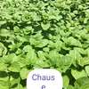 Vente de nana (menthe) thumb 1