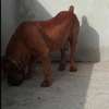 1 Mâle Boerboel adulte disponible thumb 1