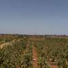 Terrain agricole Notto Diobass village Ngolar thumb 0