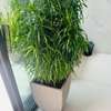 Petites et grandes Plantes d'intérieur vertes thumb 7