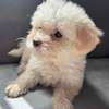 BICHONS à vendre thumb 2