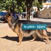 Berger Allemand pur paiement par tranche thumb 2