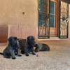 Berger allemand  malinois thumb 4