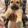Chiot boerbull thumb 0