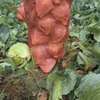 Notto agro-fournisseur thumb 4
