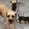 Chiot boerbull thumb 1
