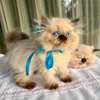 Chaton persan thumb 0