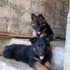 Chiot berger allemand thumb 0