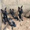 Chiots Berger Malinois thumb 5